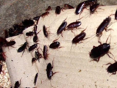 Alghero, al via le operazioni sistematiche di disinfestazione: sette settimane di interventi mirati