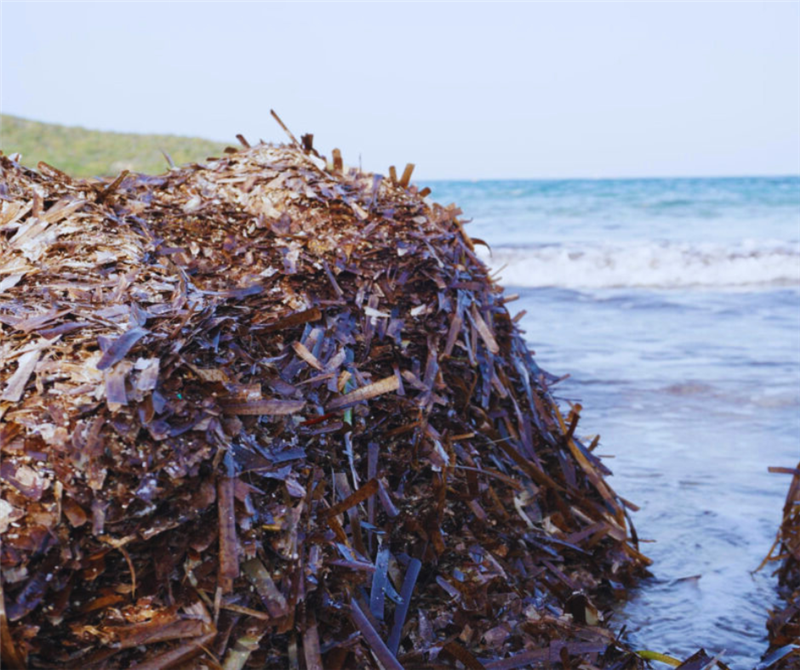 Cumuli posidonia impediscono la vista di Capocaccia - Cacciotto bacchetti il suo candidato l