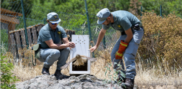 Undici tartarughe e un falco tornano in libertà: i forestali aprono le gabbie nell