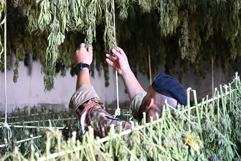 Desulo, scoperta piantagione di cannabis: arrestati due pregiudicati