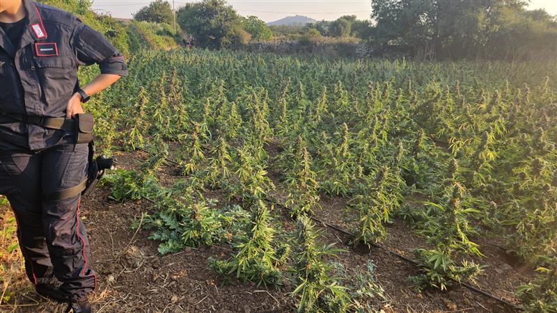 Sindia, maxi sequestro di marijuana: 2.210 piante e un arresto