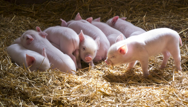 Sassari, l’allevamento dei suinetti che divide il Prato Comunale