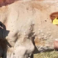 Dermatite nodulare contagiosa, il Centro Studi Agricoli attacca: «Silenzi, esclusioni e strategie oscure»