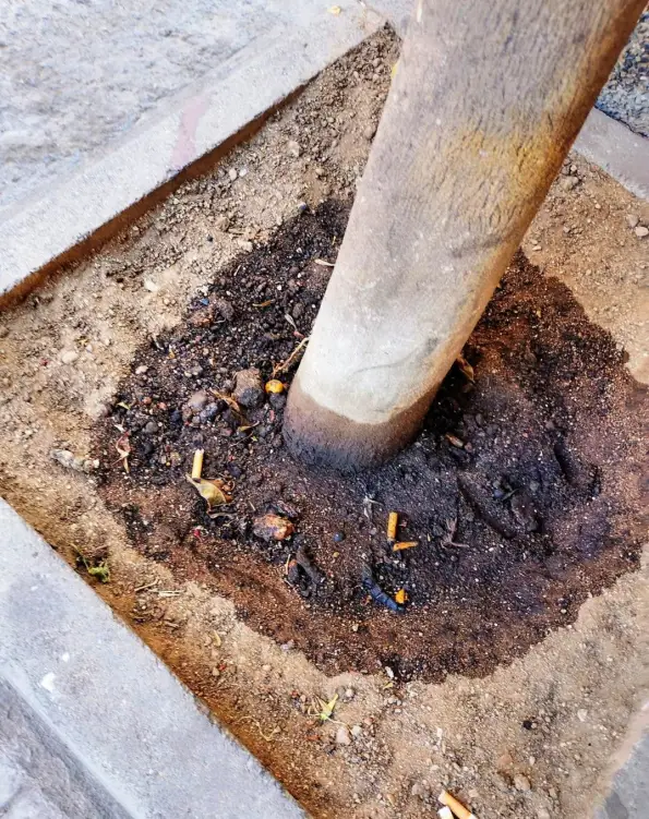 Cagliari, alberi avvelenati in via Pergolesi: indaga la Procura