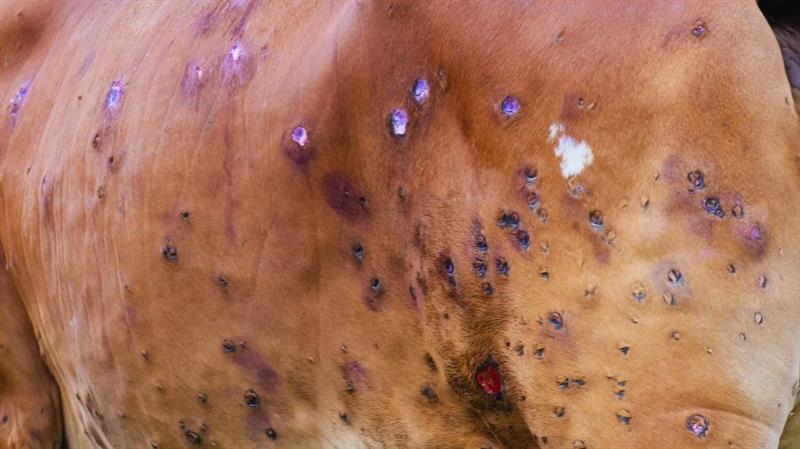 Dermatite bovina in Sardegna: focolaio estinto a Samugheo, abbattimenti bloccati dai giudici a Escalaplano