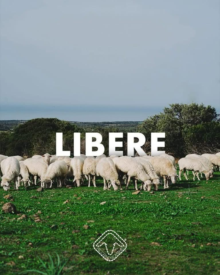 Pecorino Romano, il tradimento dell’identità sarda