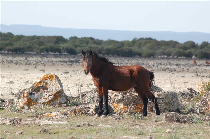 Il fantasma delle Chiudende: la nuova battaglia sulle terre collettive in Sardegna
