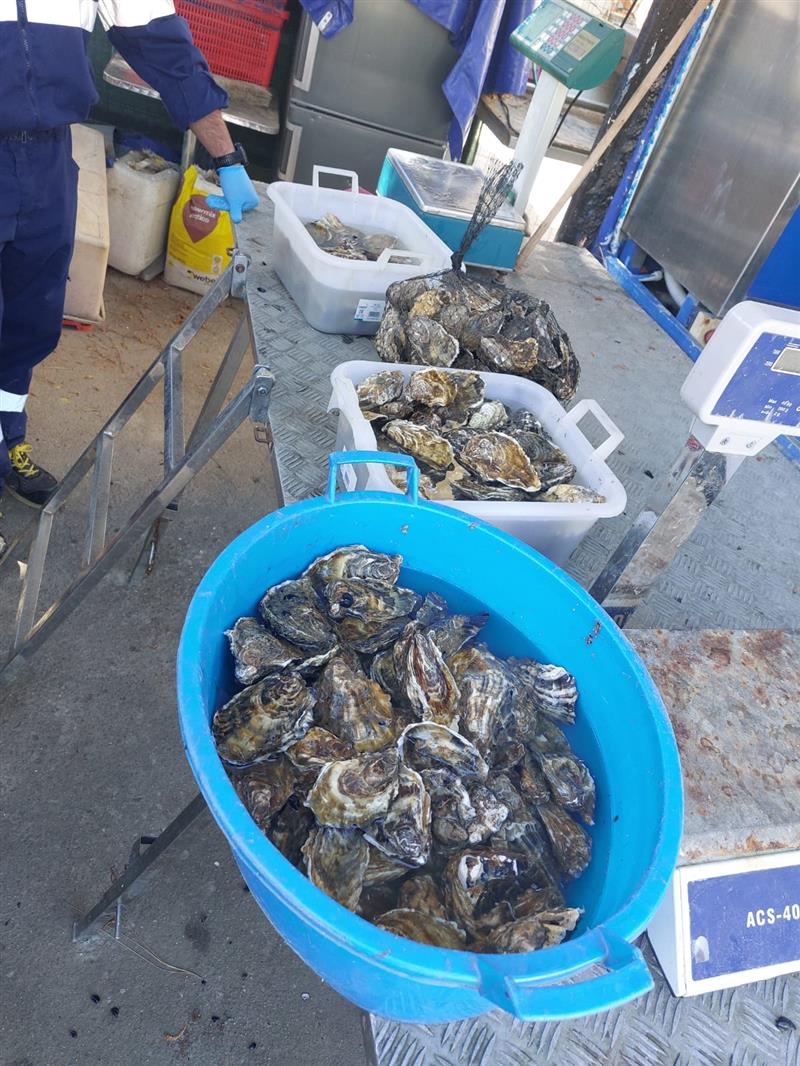 Cagliari, sequestrati 60 kg di mitili e ostriche privi di tracciabilità: sanzioni per oltre 6.500 euro a un venditore abusivo