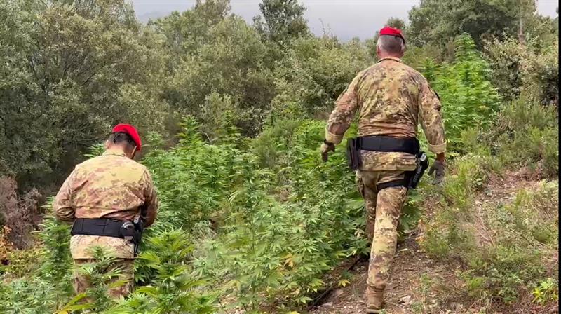 Desulo, giovane arrestato in una piantagione di cannabis: 104 piante sequestrate dai Carabinieri