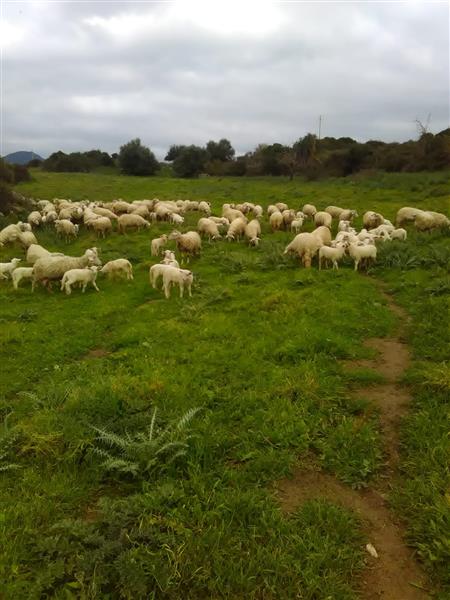 Estrazioni minerarie tra Olzai e Sarule: presentate osservazioni dal Gruppo di Intervento Giuridico