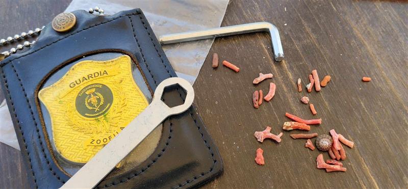Finge una passeggiata sulla battigia per rubare il corallo rosso di Tramariglio: turista smascherato e sanzionato sotto l