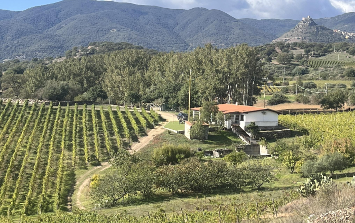 A Bono la “vite ritrovata”: l’Arvesiniadu torna al centro del Goceano