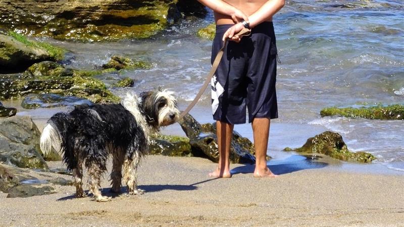 Cabras: cani in spiaggia, volano parole e spintoni. Intervengono i carabinieri