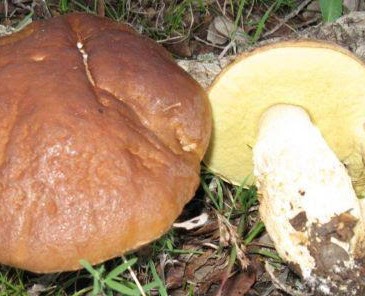 Sassari, padre e figlia intossicati dai funghi