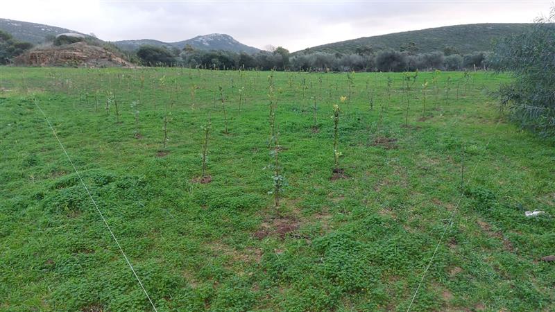 Altre 400 piantine nettarifere al Bee Garden: cresce l’oasi della biodiversità ad Alghero