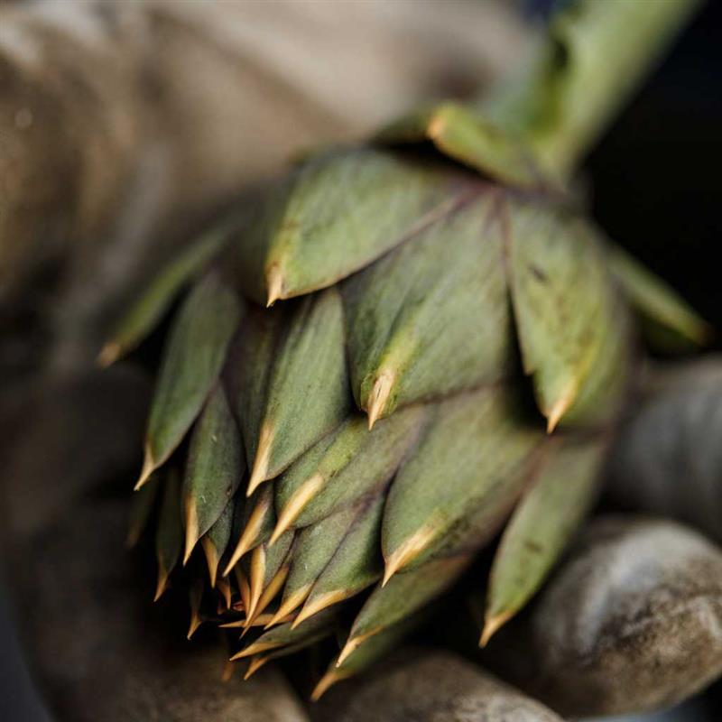 Da Uri a Roma: il carciofo spinoso conquista il sigillo nazionale d