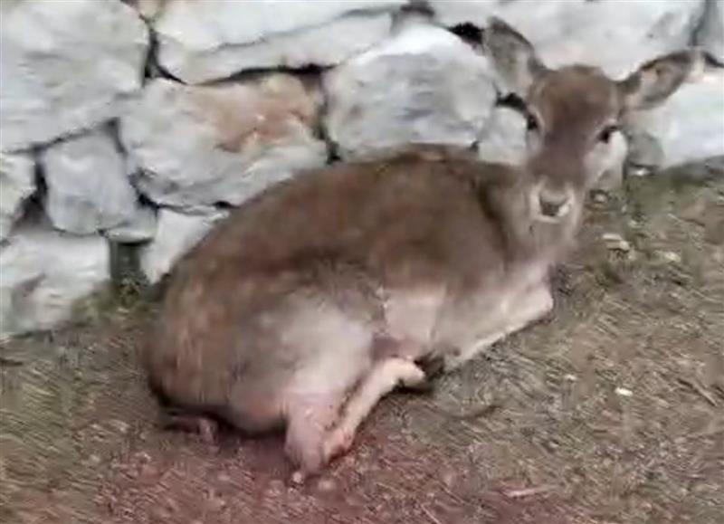 Emergenza daini nel Parco di Porto Conte: ennesimo incidente, necessario rafforzare le azioni di contenimento