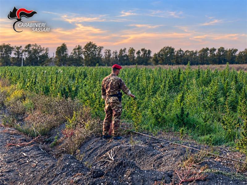 Loiri Porto San Paolo, scoperta piantagione di marijuana: quattro arresti in carcere