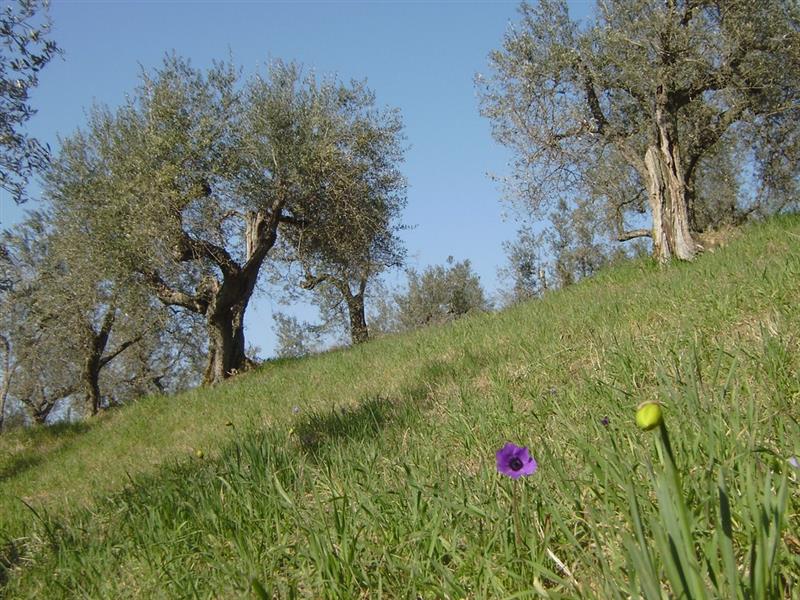 Caniga, duemila maiali alle porte di Sassari: scoppia la protesta
