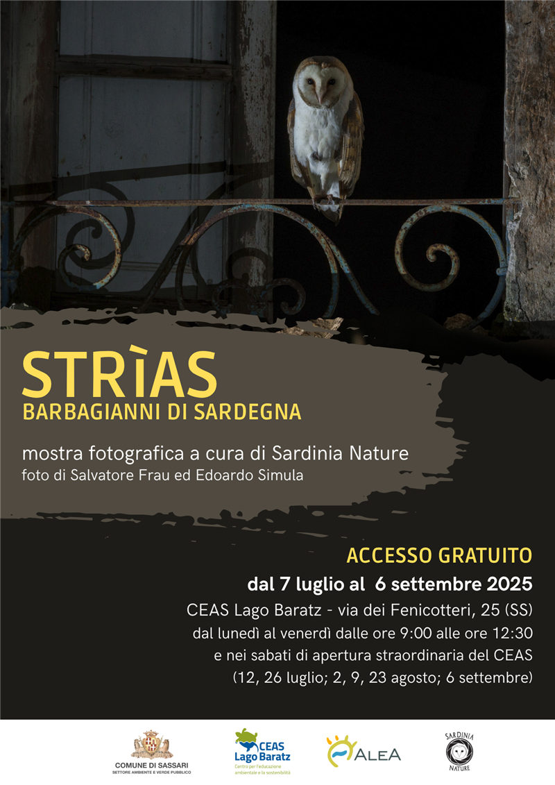“Strìas, barbagianni di Sardegna”, al Ceas una mostra fotografica dal 7 luglio