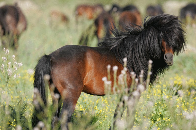 Cavallino della Giara, Sardegna