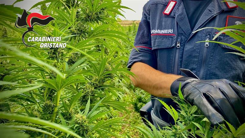 Santu Lussurgiu, maxi piantagione di marijuana scoperta dai Carabinieri: un arresto
