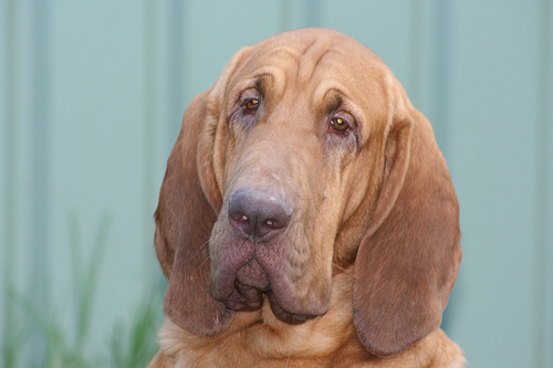 Chi era Joker, il cane dal fiuto infallibile