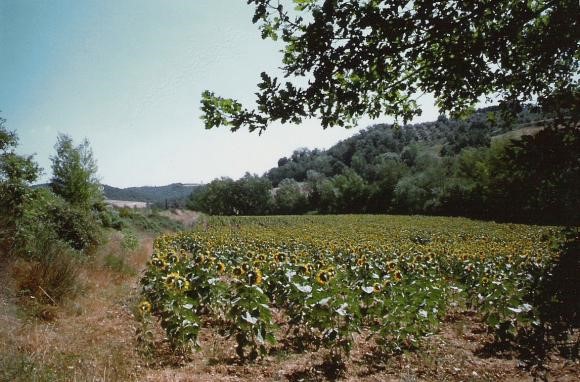 Italia, terra di motoseghe abusive: Rapporto GrIG sui tagli boschivi abusivi