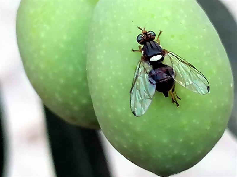 Cittadini al gelo, contadini al sicuro. Il freddo è l