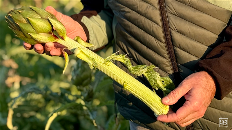 Uri, la Sagra del Carciofo Spinoso torna il 7 e 8 marzo