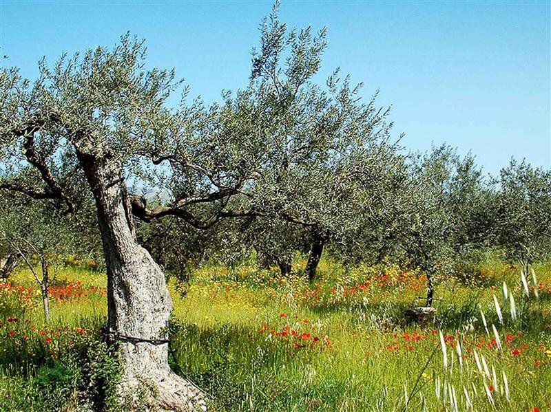 Oliveto