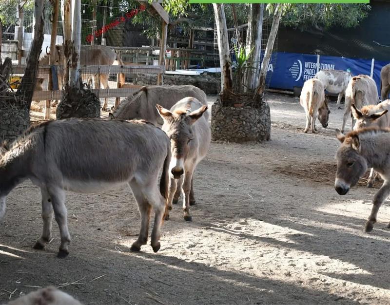 L'Isola dei Ciuchini non chiude. Gli imprenditori di Sardegna Futura in soccorso: "La passione da sola non basta, serve un piano"