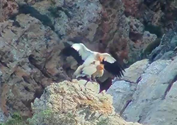 Avvoltoio Capovaccaio, straordinario avvistamento nel Parco di Porto Conte