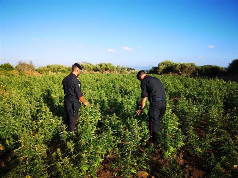 Millecinquecento piante di marijuana nascoste nelle campagne di Orgosolo: cinquantasettenne finisce ai domiciliari dopo un inseguimento tra i cespugli