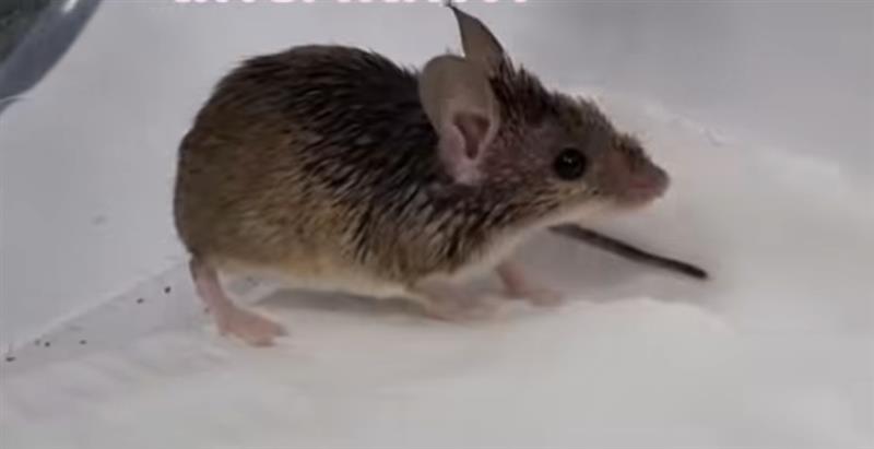 Topo Gigino, il topino salvato dalla colla torna in libertà: la pratica crudele fa morire la vittima di stenti