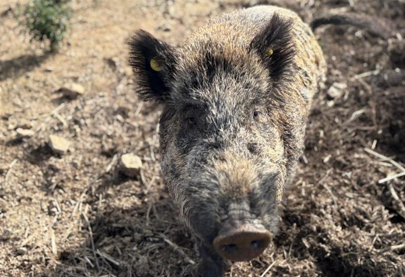 Ferito da un cacciatore, ora Maddy vive felice in un rifugio: la storia del cinghialino salvato