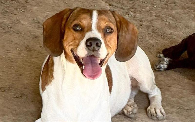 Handy, il cane speciale che nessuno sceglie: quattro anni ad aspettare dentro un box