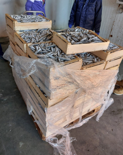 Operazione “Anisakis”: maxi blitz della Guardia Costiera contro la pesca irregolare. Sequestrate 7 tonnellate e mezzo di prodotti ittici, sanzioni per 30 mila euro