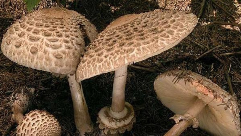 Funghi fatali ad Alghero: Un pranzo rustico si trasforma in tragedia