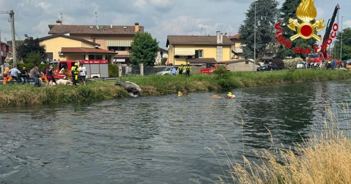 La buona notizia: salvate ventiquattro mucche e un cavallo finiti nel canale Villoresi