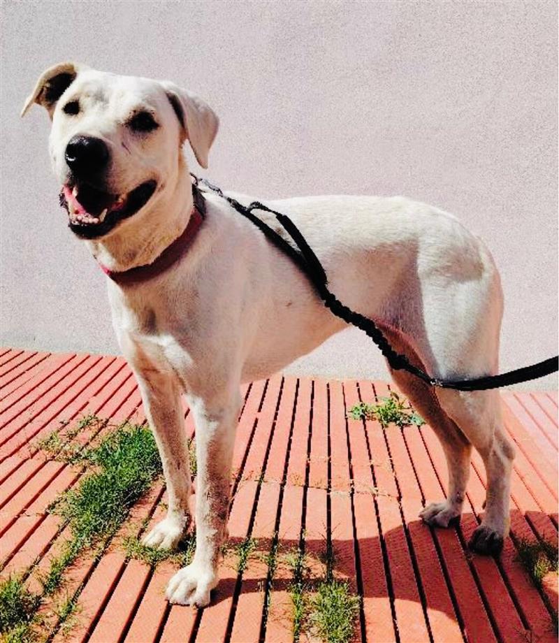 Cagliari, Teodora ha trovato una famiglia: adottata la cagnolina di Monte Urpinu