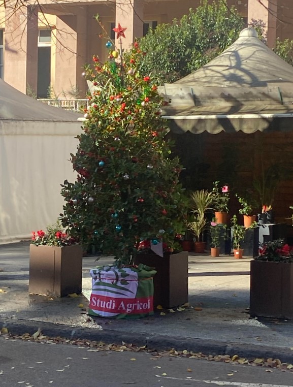 Sassari: Albero di Natale agricolo, inaugurazione sabato 13 dicembre in piazza Marconi