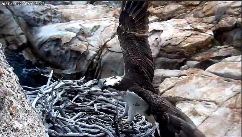 Capo Caccia, il "Grande Fratello" della natura svela i segreti dei rapaci: ecco la storia di L7, il falco viaggiatore che ha scelto l