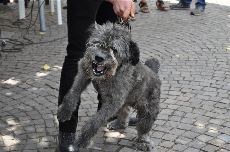 Cane Fonnese