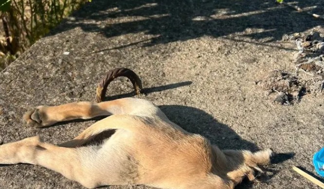 San Gavino, l’orrore nei cuccioli fatti a pezzi. Ma qualcuno ha scelto di non voltarsi