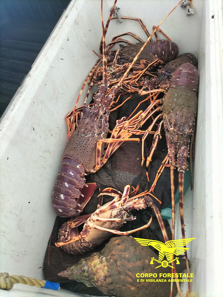 Villaputzu, sequestrate aragoste e tritoni mediterranei pescati illegalmente