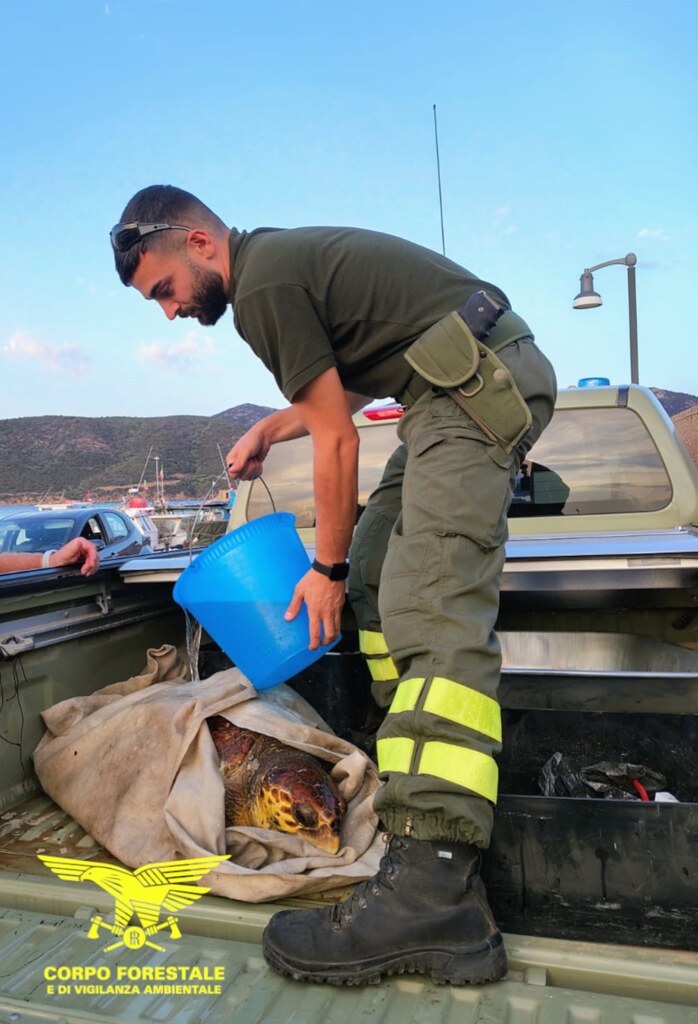 Piscinnì, tartaruga Caretta caretta salvata dal Corpo Forestale