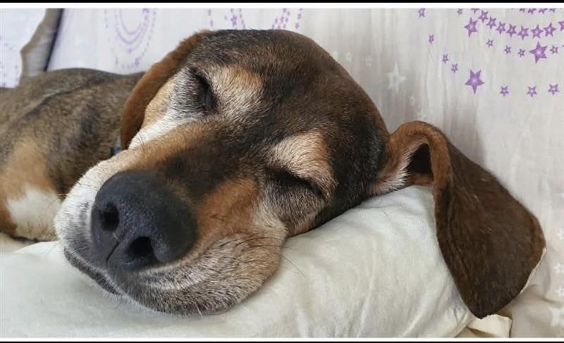 Santa Teresa Gallura, il caso Liò: “Giustizia per il mio cane e per tutti gli animali vittime di crudeltà”