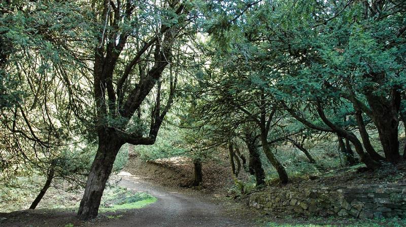Forestas cerca operai, seconda chiamata: 104 posti fissi rimasti vuoti. Manca: "Lavoro stabile e tutela ambientale"