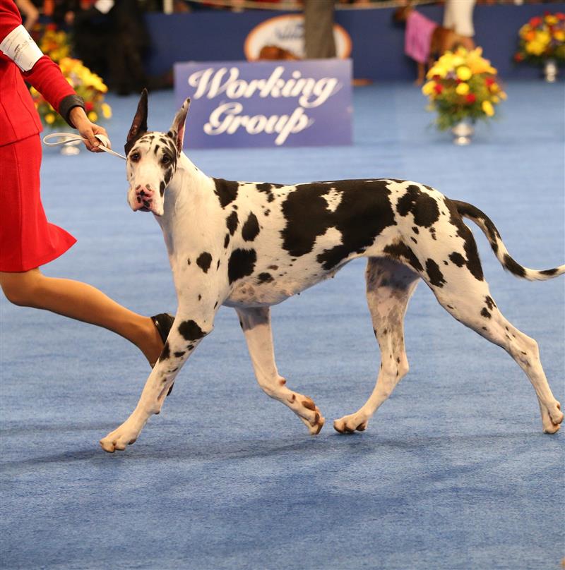 Cagliari, invasa da 1300 "aristocratici" col guinzaglio. Alla Fiera sfilano i campioni di bellezza